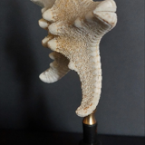 Cabinet of curiosities starfish protoreaster nodosus on pedestal