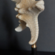 Cabinet of curiosities starfish protoreaster nodosus on pedestal