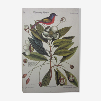 Gravure oiseau, pinçon de trois couleurs, repro catesby/seligmann