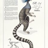 Chimera lithograph engraving animal - the marmoset