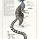 Chimera lithograph engraving animal - the marmoset