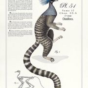 Chimère lithographie gravure animal - le ouistigeon