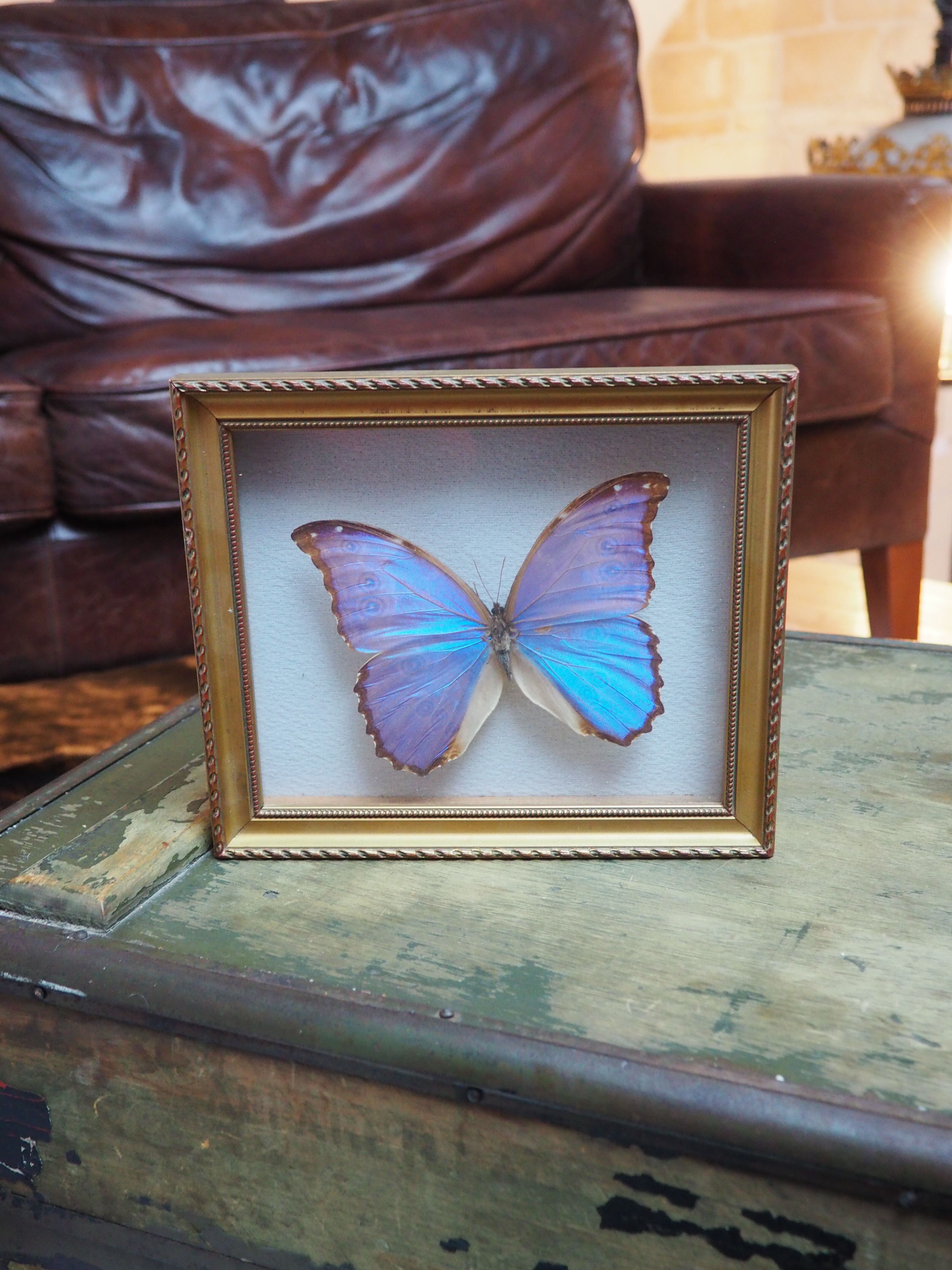 Former executive butterfly under glass