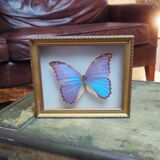 Former executive butterfly under glass