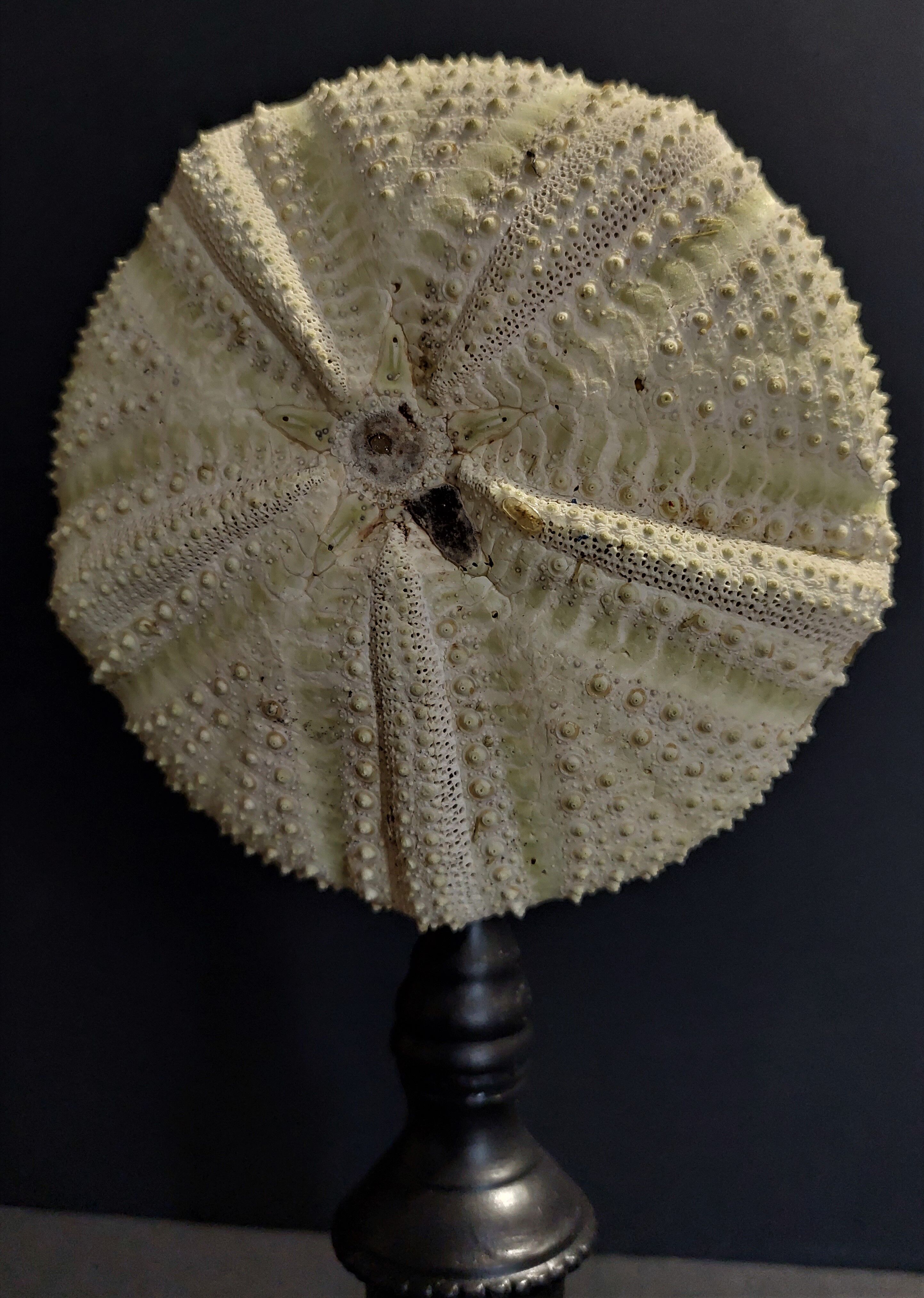 Cabinet of Curiosities sea urchin astropyga radiata on base