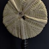Cabinet of Curiosities sea urchin astropyga radiata on base