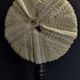 Cabinet of Curiosities sea urchin astropyga radiata on base