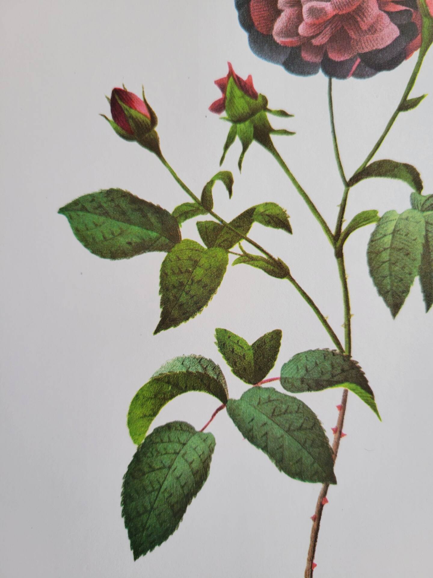 Botanical plate Rose Kératry, P.J. Redouté 1960