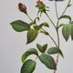 Botanical plate Rose Kératry, P.J. Redouté 1960