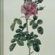Floral illustration