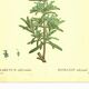 Old illustration 1959 - Rosemary - vintage botanical plate herbs
