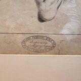 Old Print Engraving 19th Century Framed Academic Study Ear Van Bree