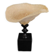 Cabinet of Curiosities sponge carteriospongia foliascens on base
