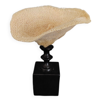 Cabinet of Curiosities sponge carteriospongia foliascens on base