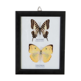 Papillons encadrés