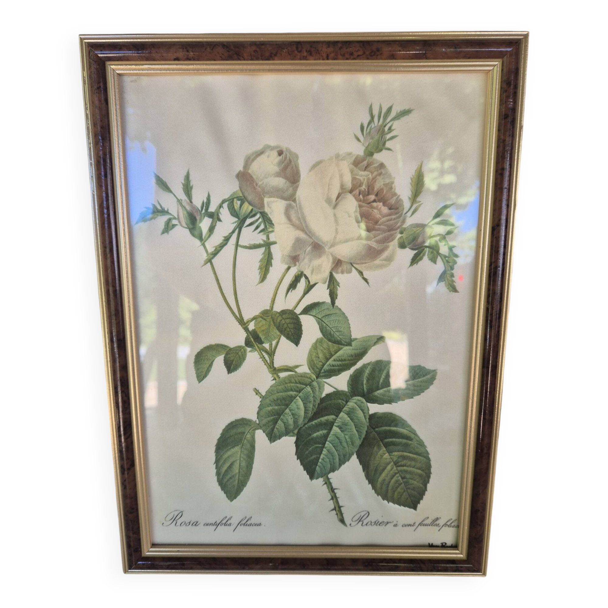 Redouté botanical white spirit roses painting