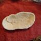White coral fungia