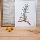 Botanical plank Romarin