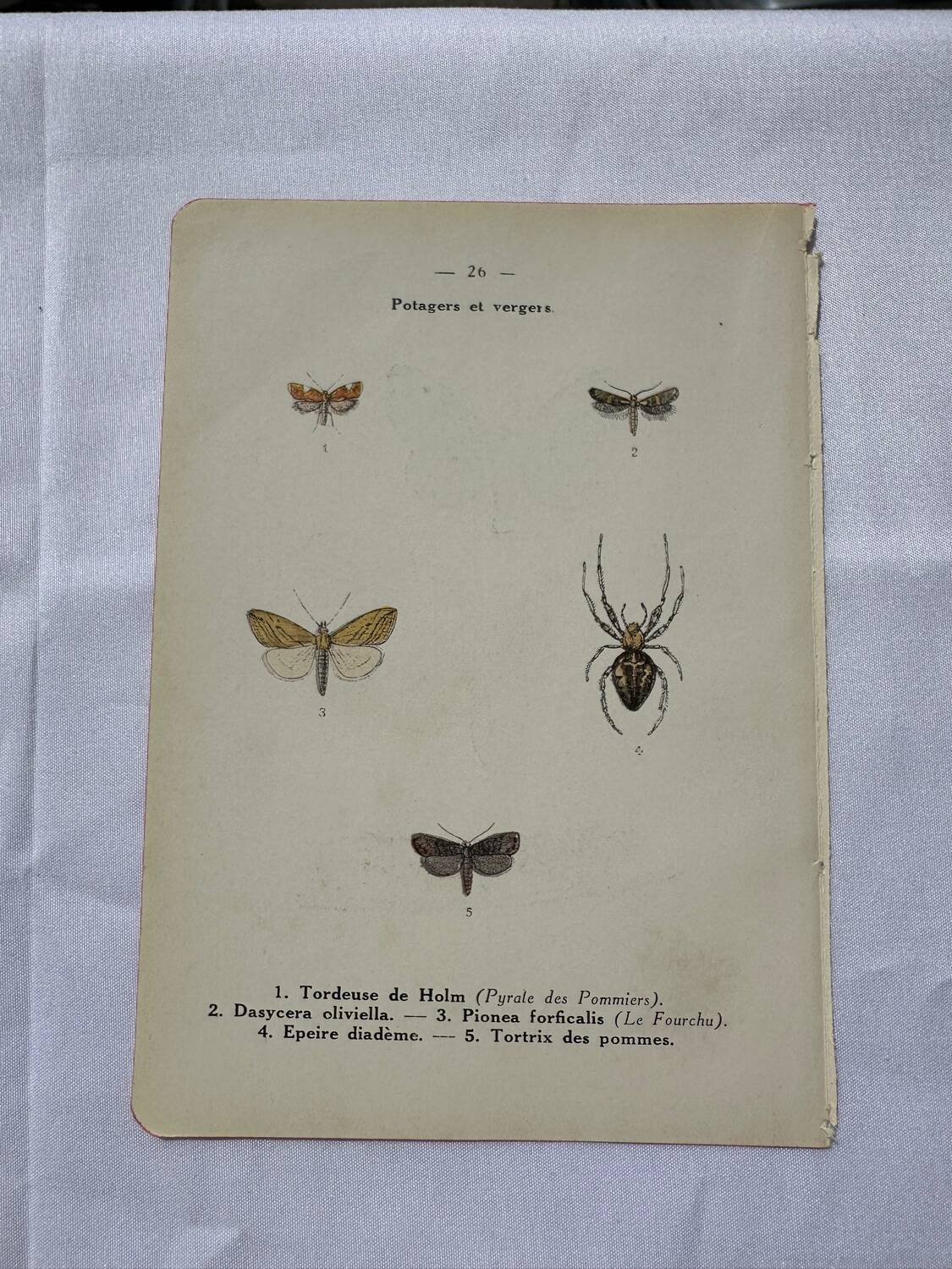 Botanical plate Naturalist engraving old butterfly double-sided