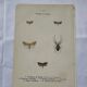 Botanical plate Naturalist engraving old butterfly double-sided