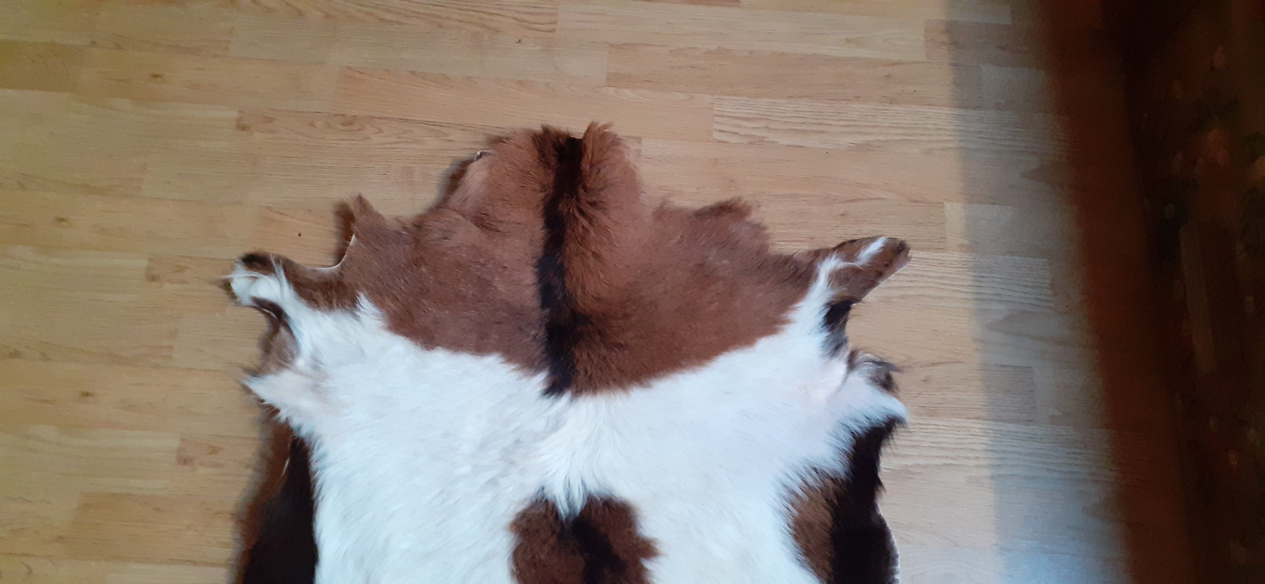 New goat skin