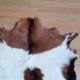 New goat skin