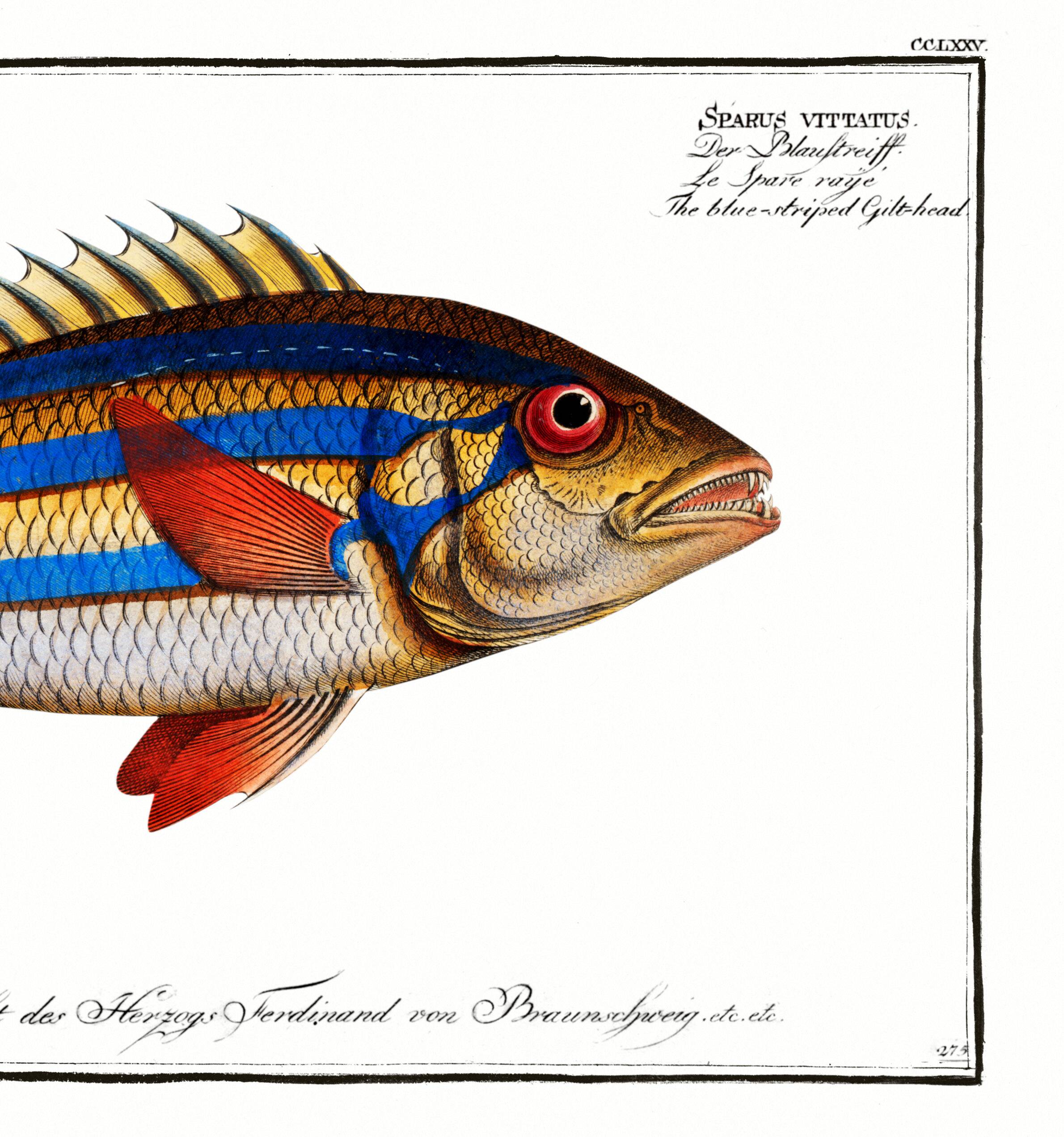 Poster of the three-banded pentapod, based on an old engraving