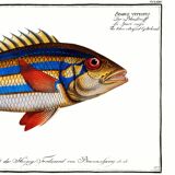 Poster of the three-banded pentapod, based on an old engraving