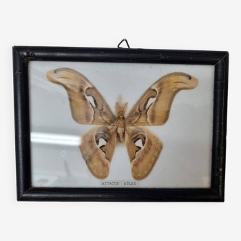 Papillon naturalisé : Attacus Atlas Mâle, 1970