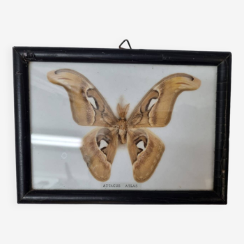 Stuffed butterfly: Attacus Atlas Male, 1970