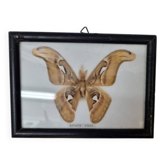 Papillon naturalisé : Attacus Atlas Mâle, 1970