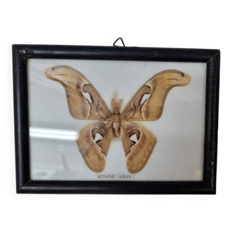 Stuffed butterfly: Attacus Atlas Male, 1970
