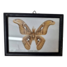 Papillon naturalisé : Attacus Atlas Mâle, 1970