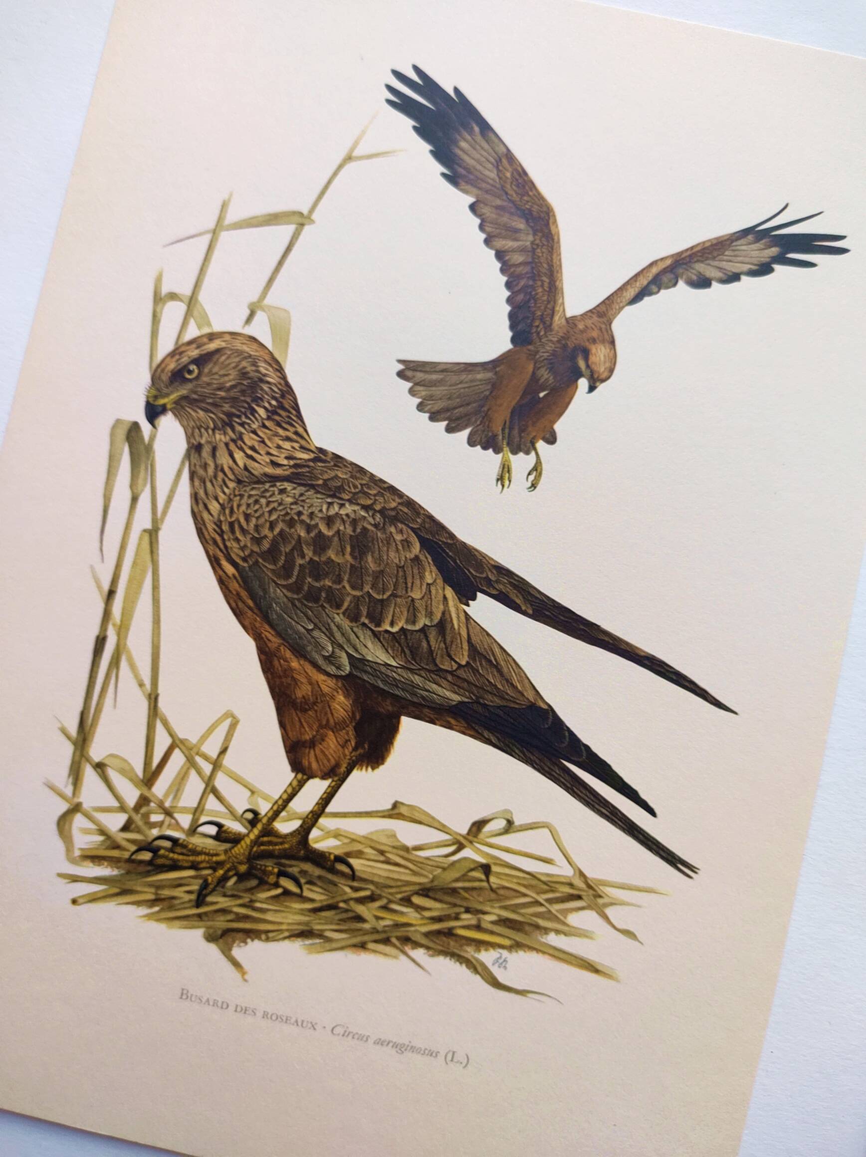 Old bird board 1960s - Marsh Harrier - animal image