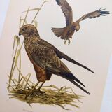 Planche ancienne oiseaux Années 1960 - Busard des Roseaux - image animale
