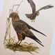 Old bird board 1960s - Marsh Harrier - animal image
