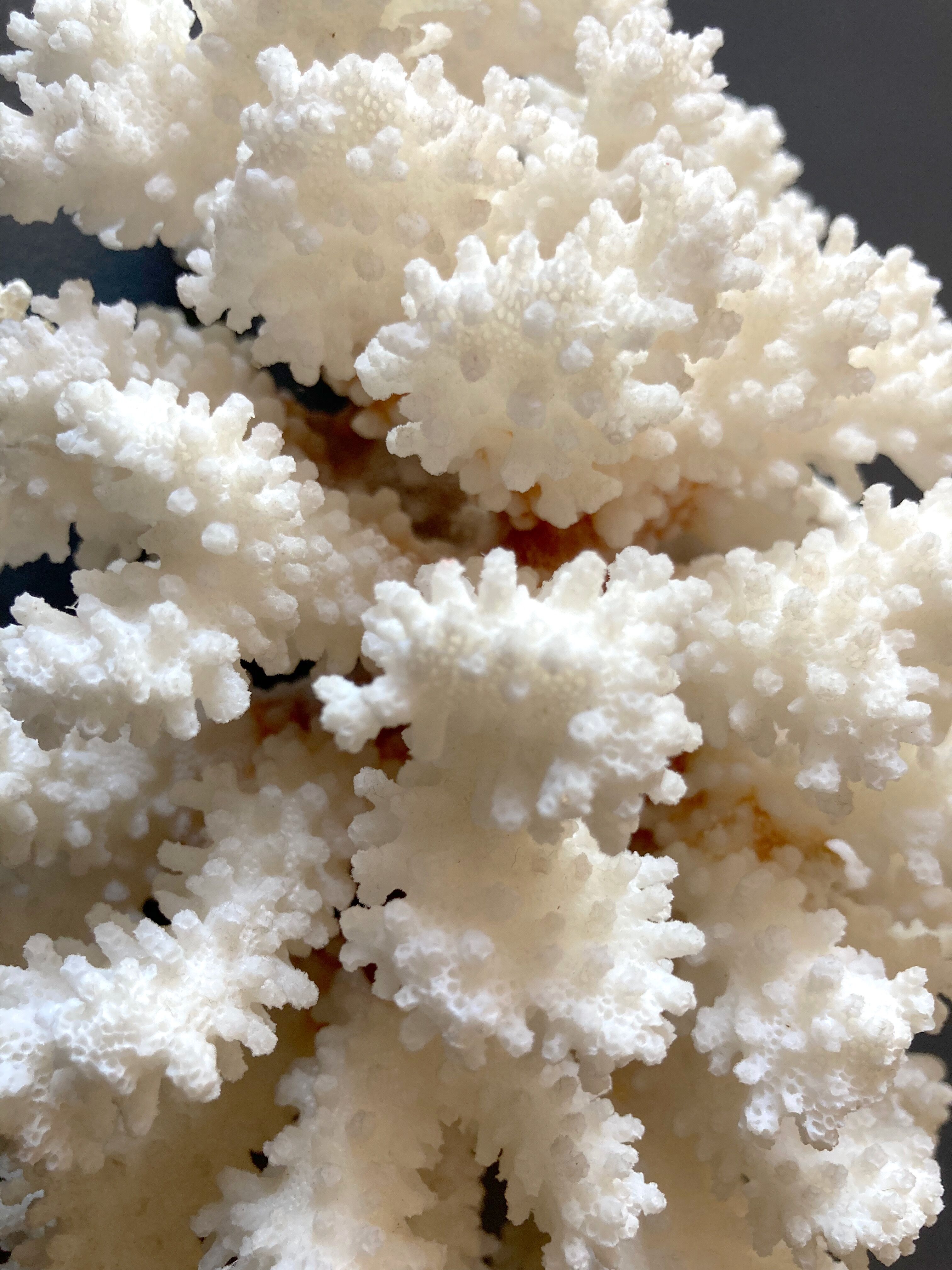 Natural white coral foot