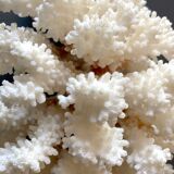 Natural white coral foot