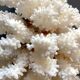 Pied de corail blanc naturel