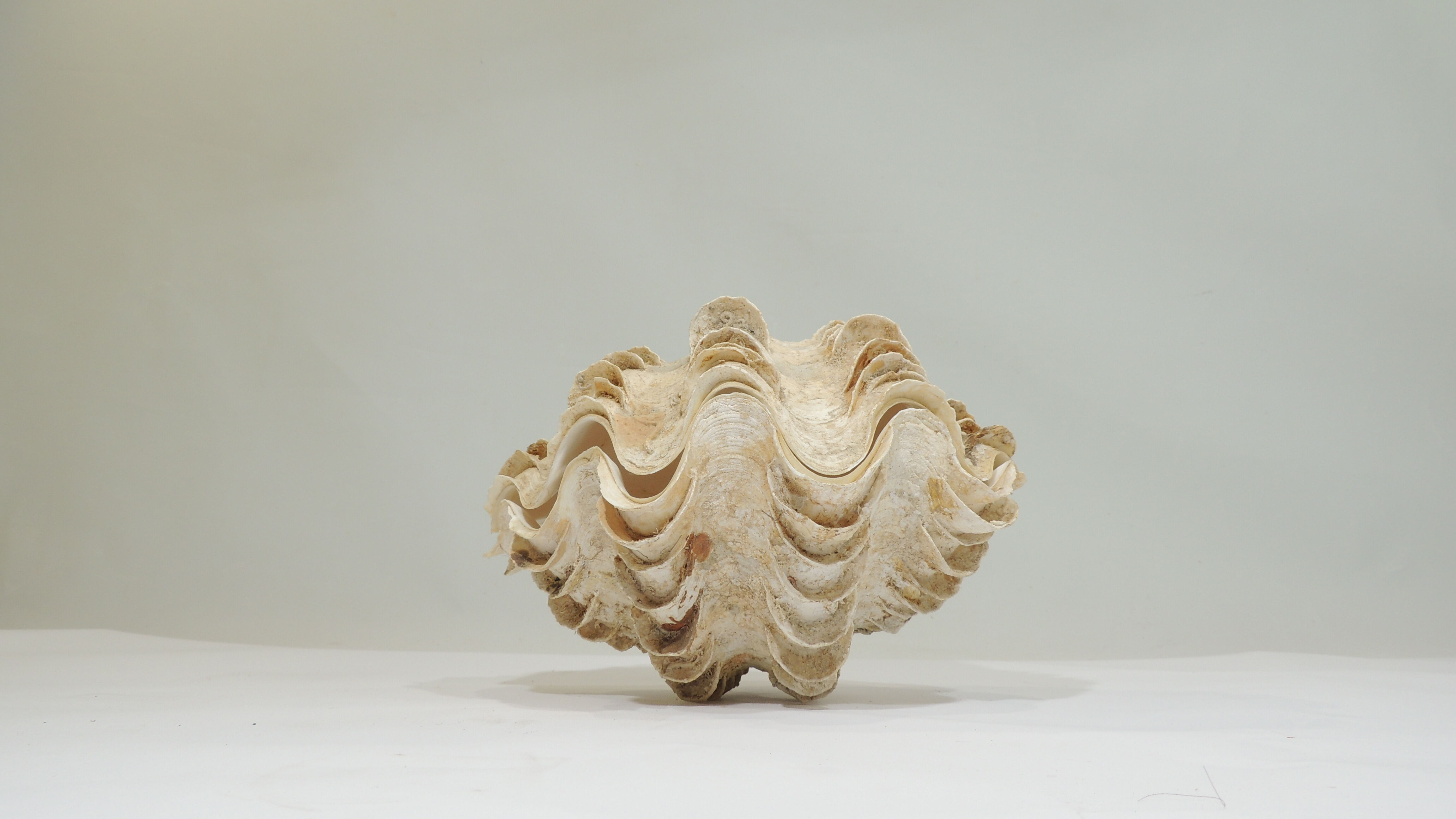 Clamshell geant/clam/Collectible shell/aquarium