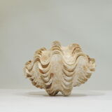 Clamshell geant/clam/Collectible shell/aquarium