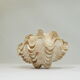 Clamshell geant/clam/Collectible shell/aquarium