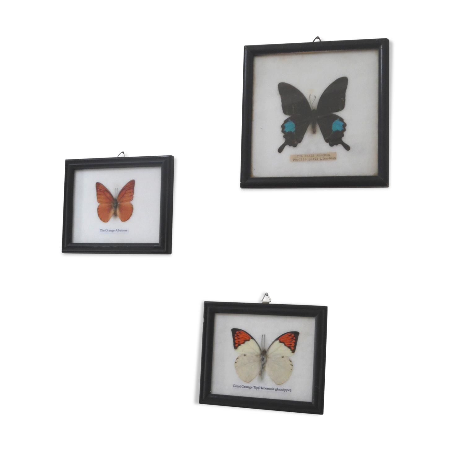 Frames mounted butterflies