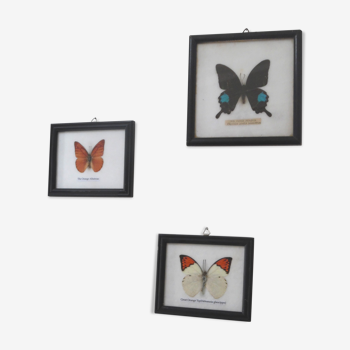 Frames mounted butterflies