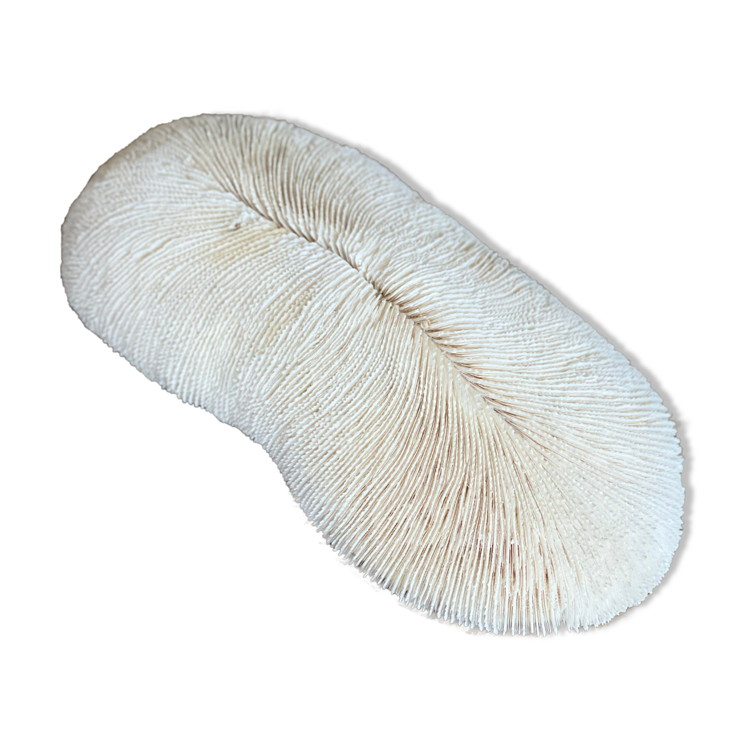 Ancient coral fungia