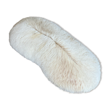 Ancient coral fungia