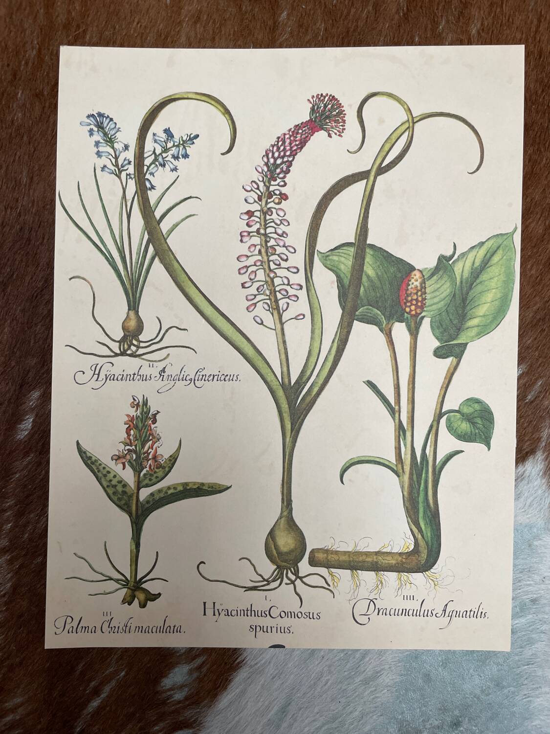 Set of 3 antique plant engravings