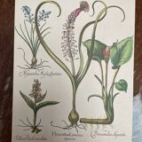 Set of 3 antique plant engravings