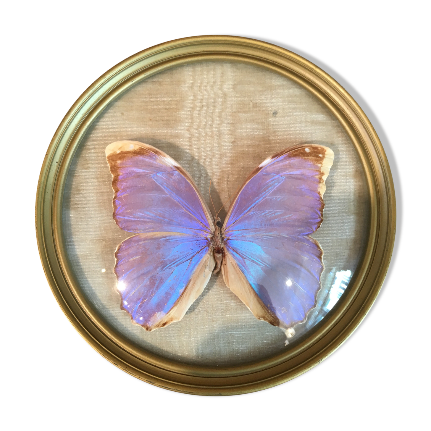Blue purple butterfly in round frame in plexi