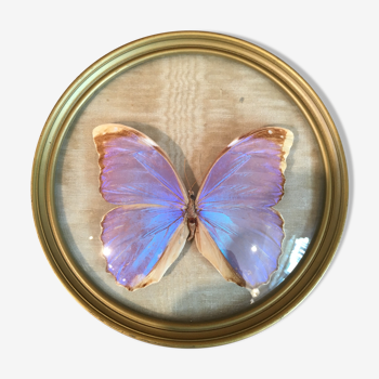 Papillon violet bleu dans cadre rond en plexi
